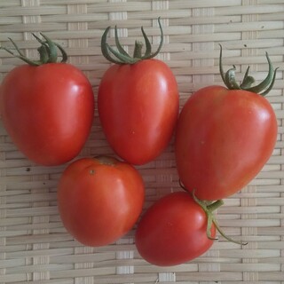 完全無農薬 固定種 ベトナムトマト種30粒(野菜)