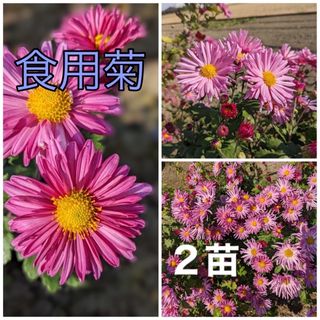 花苗　菊苗　食用菊　２苗　ピンクの可愛い花は観賞用にも最適！(プランター)