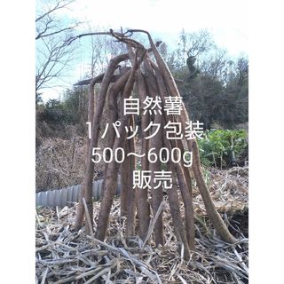 自然薯　四国山地　標高８００m山中が由来　５００g超え(野菜)