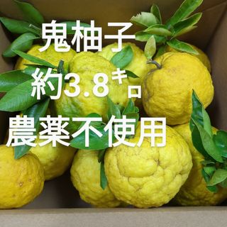 鬼 柚子 10個 約3.8㌔ 農薬不使用(フルーツ)