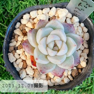 多肉植物 レッドベルベット　 根付き苗　　3cm前後の大きさ(その他)