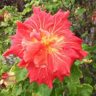 カット・枝（１本） ハイビスカス　挿し穂　観葉植物　芸園・庭園　花の木(その他)