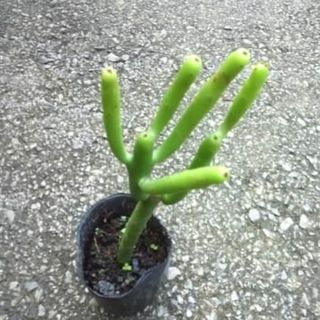 ユーフォルビア　オンコクラータ　苗　多肉植物　花卉・園芸(その他)
