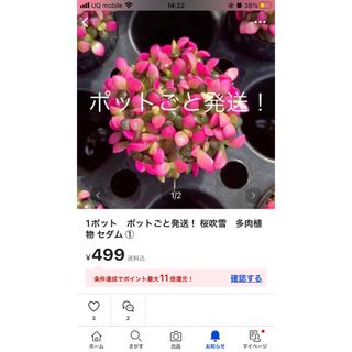 写真の2点！ 桜吹雪 アイビー エレガンテ 多肉植物 セダム ①(その他)