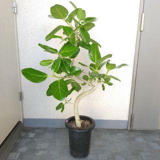 フィカス・ベンガレンシス曲がり‼️観葉植物！高さ110◎！樹形綺麗！ボリューム◎(プランター)