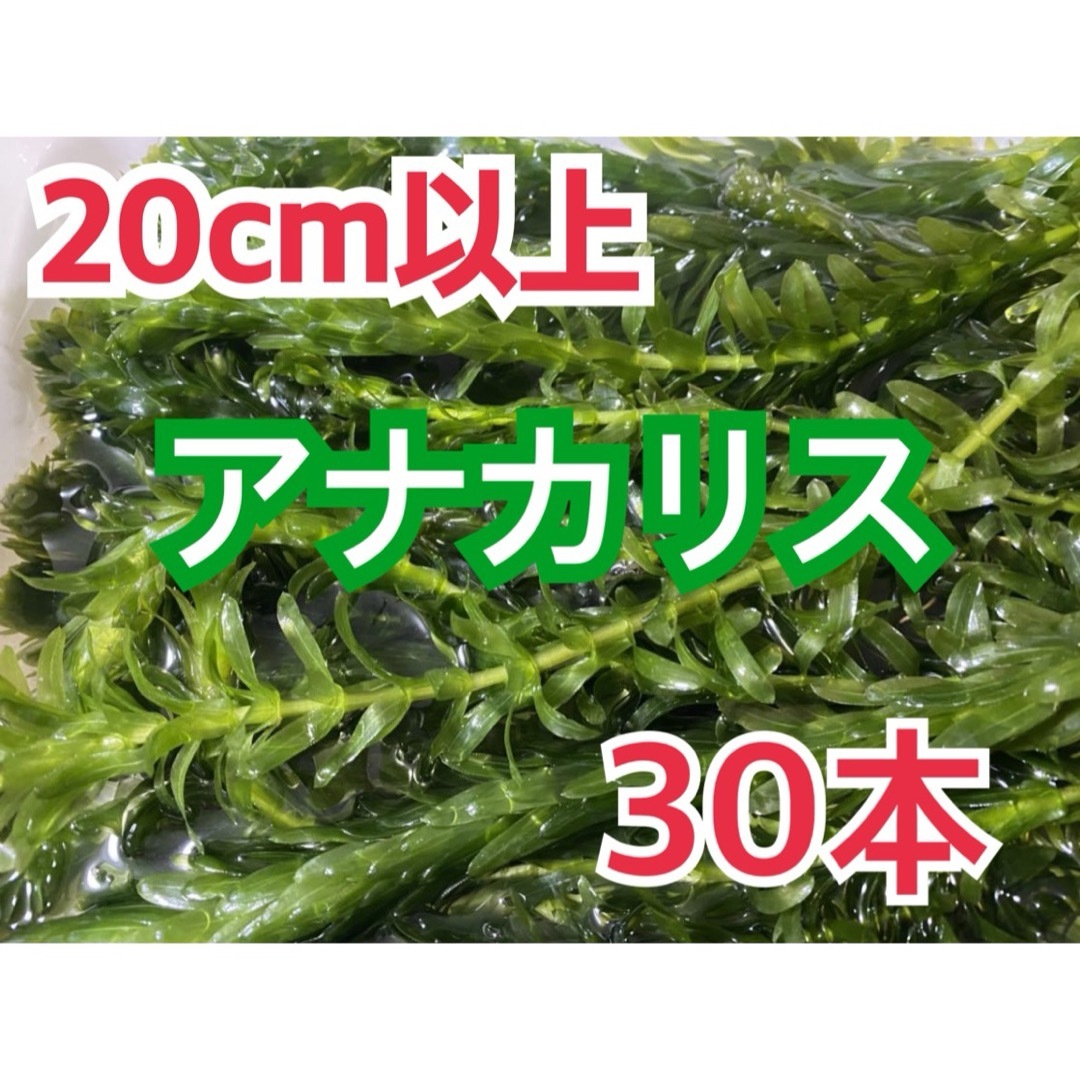 10本20cm以上 無農薬アナカリス(オオカナダモ)餌水草金魚草金魚藻 - 水草