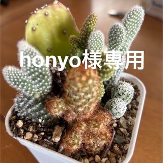 サボテン🌵6種　抜き苗全部　B(その他)