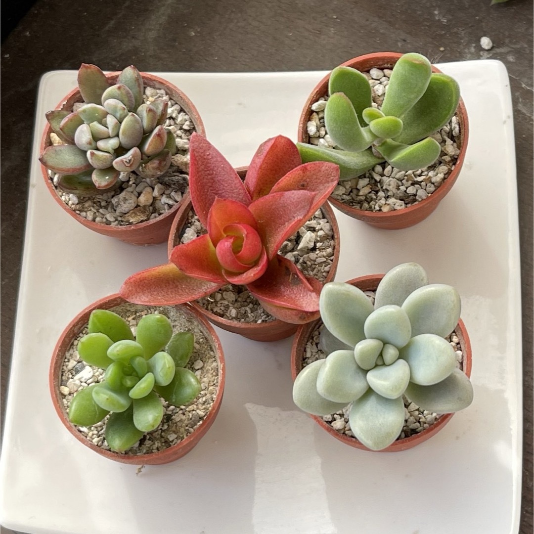 39SALE！多肉植物^o^ カット苗5種セット - インテリア