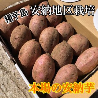 種子島　農家直送！安納地区の安納芋　まーるいお芋(野菜)