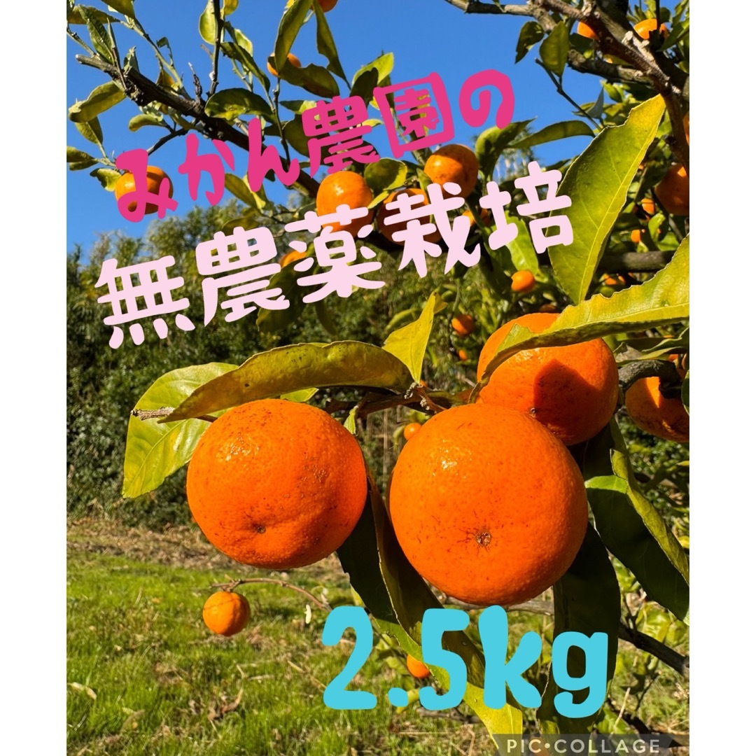 淡路島のみかん　2.5kg(無農薬) 食品/飲料/酒の食品(フルーツ)の商品写真