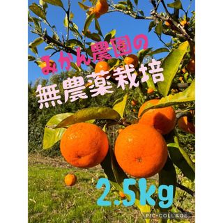 淡路島のみかん　2.5kg(無農薬)(フルーツ)