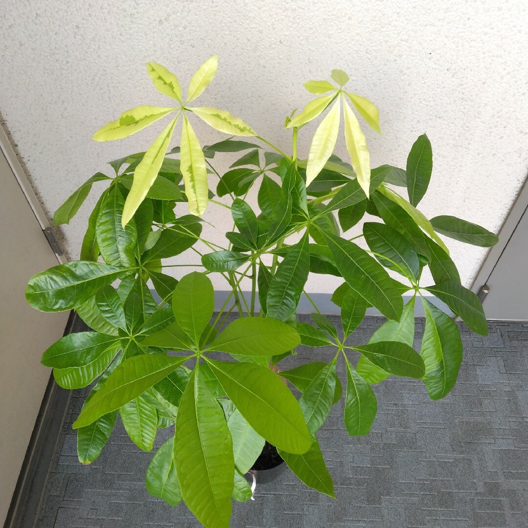 希少品種‼️①パキラムーンライト斑入り‼️観葉植物！接木！緑多め！高さ105