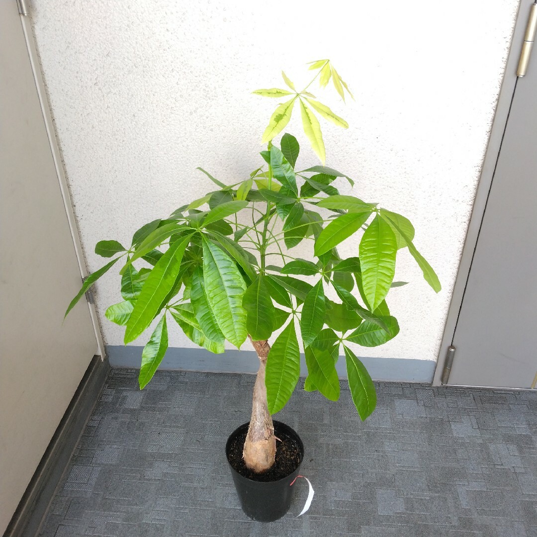 希少品種‼️①パキラムーンライト斑入り‼️観葉植物！接木！緑多め！高さ105