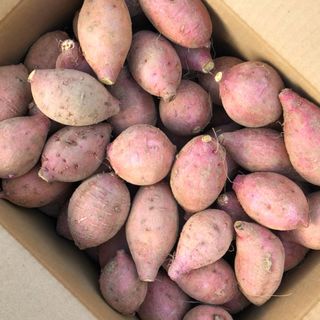 種子島　農家直送！安納地区の安納芋　プチサイズ　２キロ(野菜)
