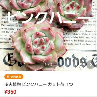 専用♡おまとめ商品♡多肉植物 カット苗  9種(その他)