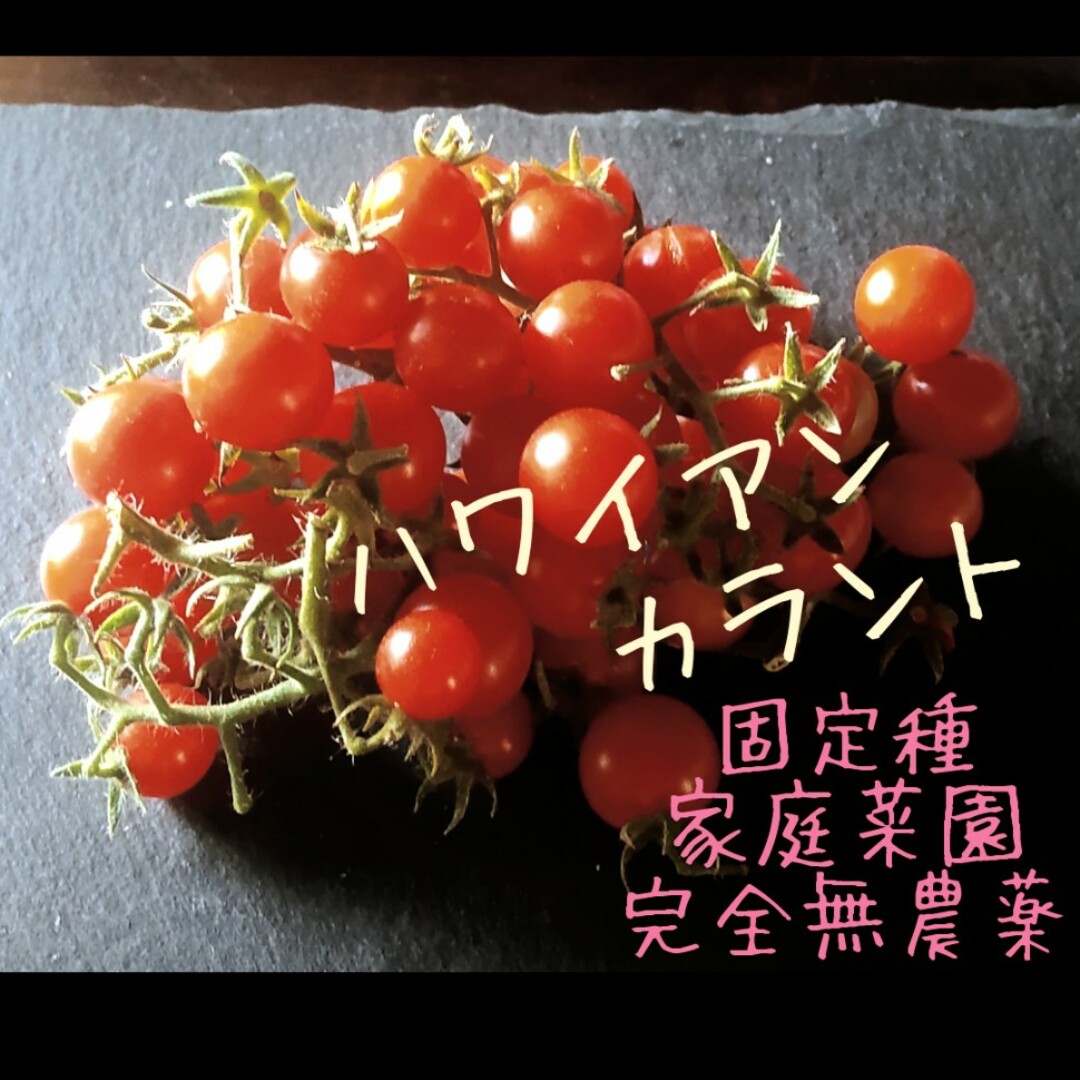 マイクロより大きめハワイアンカラント トマト🍅種 20粒 食品/飲料/酒の食品(野菜)の商品写真