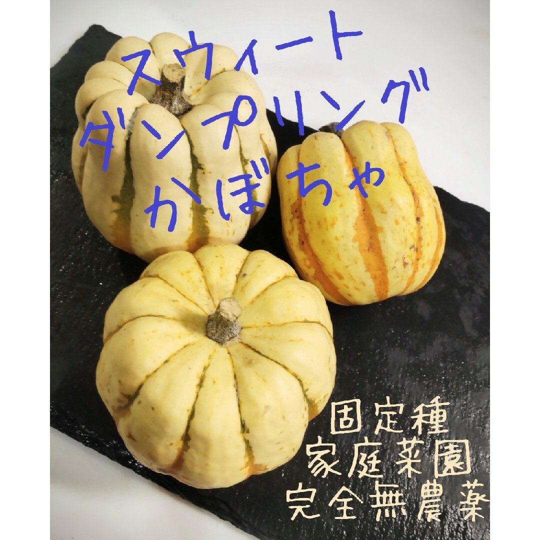 スウィートダンプリングかぼちゃ🎃種 20粒 食品/飲料/酒の食品(野菜)の商品写真