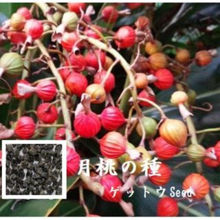 RD1050   月桃の種10ml 約200粒 沖縄ハーブ ゲットウseed(各種パーツ)