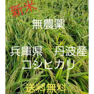 令和5年　兵庫県丹波産 農薬、除草剤不使用　新米コシヒカリ5キロ(米/穀物)