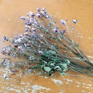 紫色のお花 シュウメイギク  秋明菊 ドライフラワー35本 ハンドメイド花材(ドライフラワー)