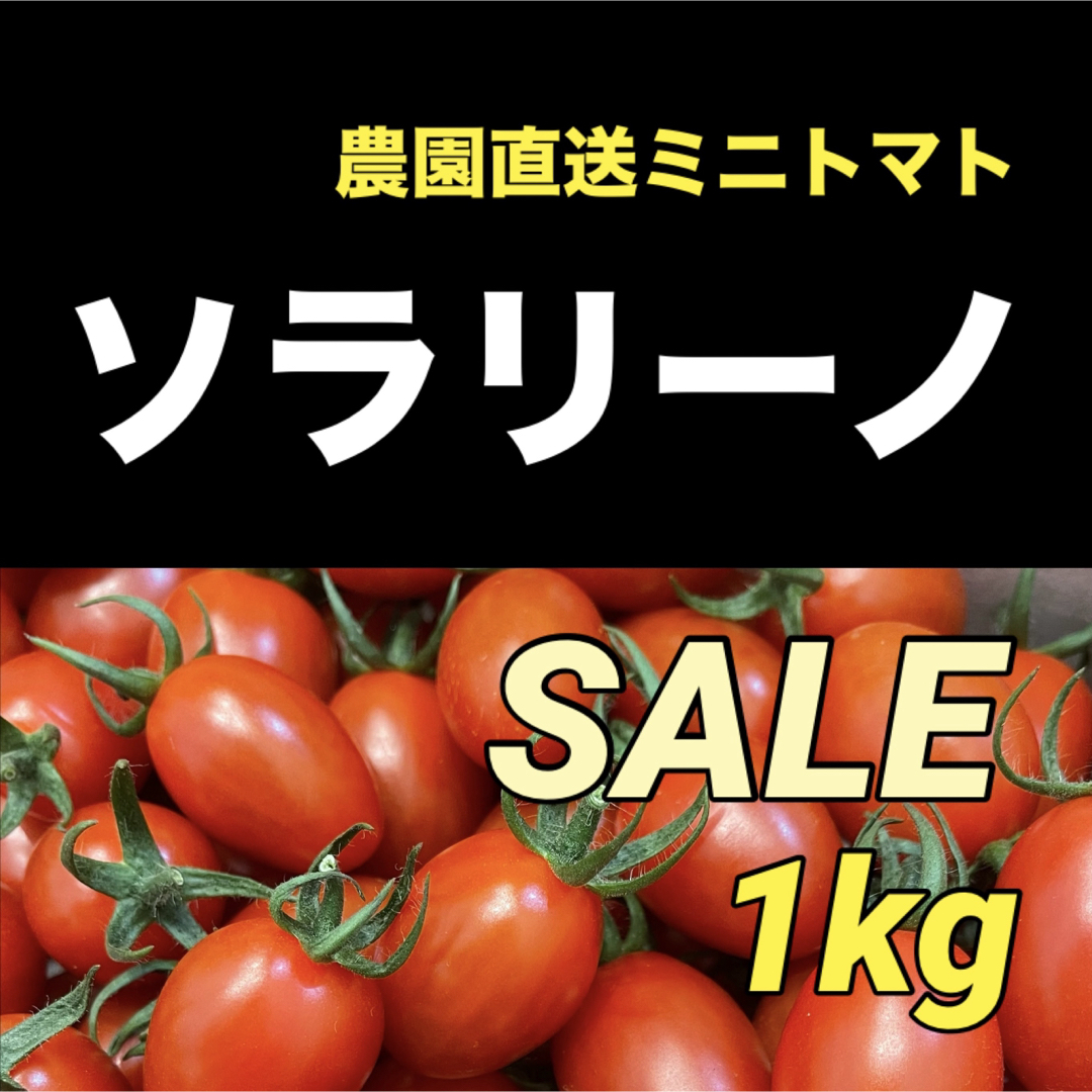 ソラリーノ　1kg　プリッとコクうま　新鮮　高糖度　ミニトマト 食品/飲料/酒の食品(野菜)の商品写真