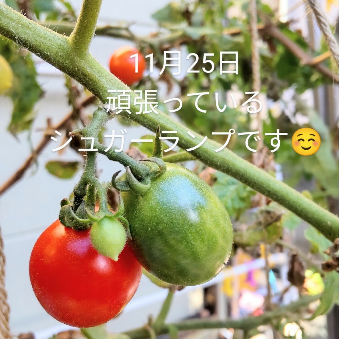 シュガーランプ トマト🍅種 30粒 食品/飲料/酒の食品(野菜)の商品写真