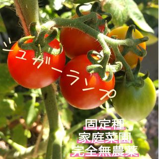 シュガーランプ トマト🍅種 30粒(野菜)