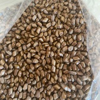 エビス草種子-1kg ハブ茶の元　未焙煎(健康茶)