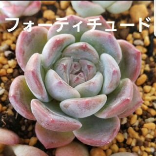 専用♡☆多肉植物 フォーティチュード  カット苗  1つ   ブラッドロメオ×１(その他)