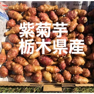 紫菊芋　種芋(野菜)