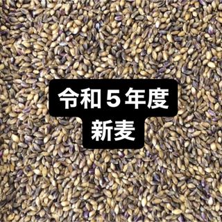 令和５年度産もち麦（ダイシモチ）900g(米/穀物)