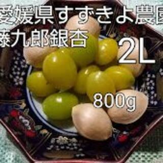 愛媛県産　藤九郎銀杏２Ｌ　　８００g　　２０００円(野菜)