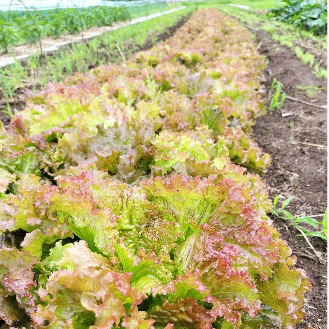 農家おまかせ新鮮野菜詰め合わせ80サイズ 食品/飲料/酒の食品(野菜)の商品写真