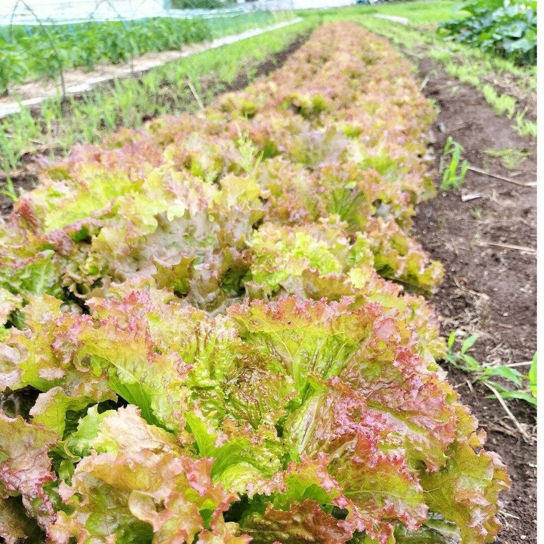 農家おまかせ新鮮野菜詰め合わせ80サイズ 食品/飲料/酒の食品(野菜)の商品写真