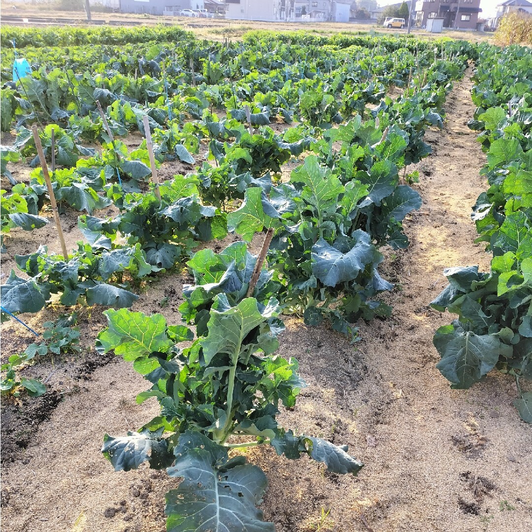 農家おまかせ新鮮野菜詰め合わせ80サイズ 食品/飲料/酒の食品(野菜)の商品写真