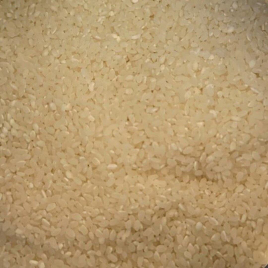 無洗米 食品/飲料/酒の食品(米/穀物)の商品写真