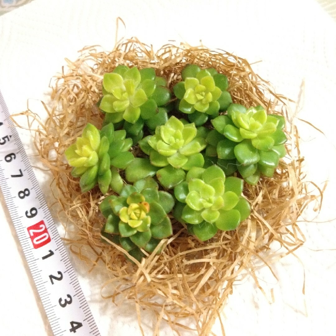 多肉植物🌱マジックジャムゴールド💕カット苗 ハンドメイドのフラワー/ガーデン(その他)の商品写真