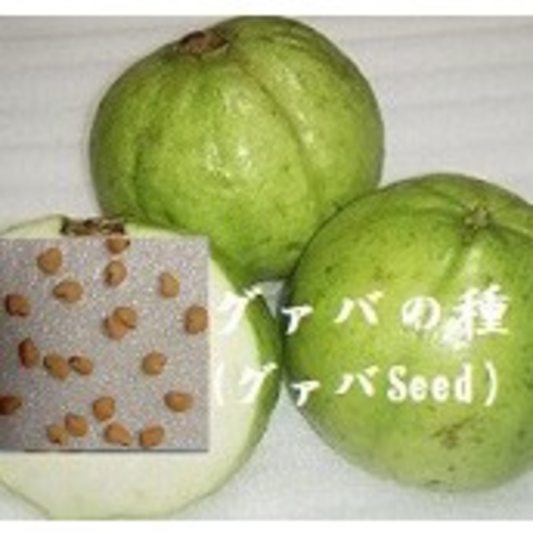 RN840　種子『グァバ白のたね』30粒 グァバSeed フルーツ種子熱帯果樹た 食品/飲料/酒の食品(フルーツ)の商品写真