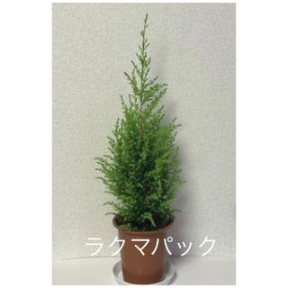 観葉植物  ゴールドクレスト 鉢植え (その他)