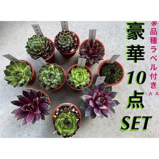 【※限定④SET！品種ラベル付き？センペルビウム10株SET❗️】(その他)