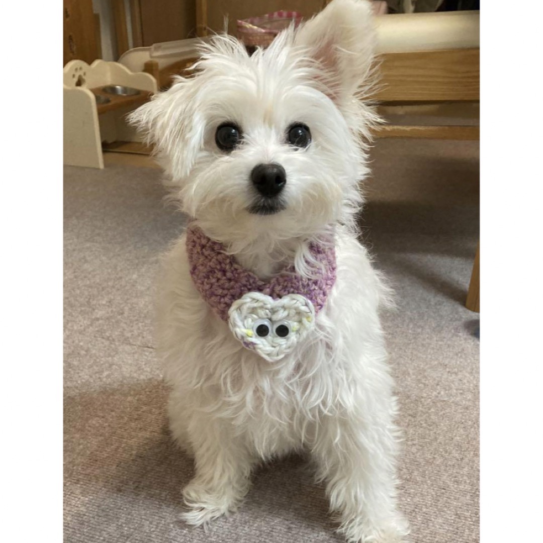 ハンドメイド 犬用 マフラー ハンドメイドのペット(ペット服/アクセサリー)の商品写真
