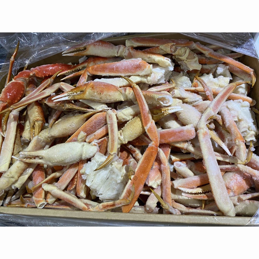 ずわい蟹 B品ズワイガニ 8kg - 魚介 | 【新品】 ずわい蟹 B品ズワイガニ 8kg - 魚介 | 【新品】