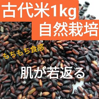 古代米1kg(黒米・朝紫)自然栽培(米/穀物)