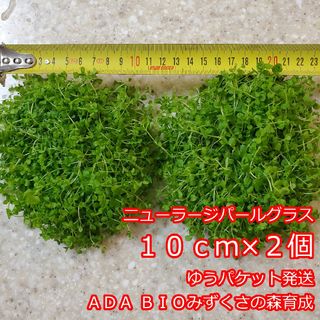 ニューラージパールグラス　１０ｃｍ×２個　ADA　水草　前景草　ゆうパケット発送(アクアリウム)