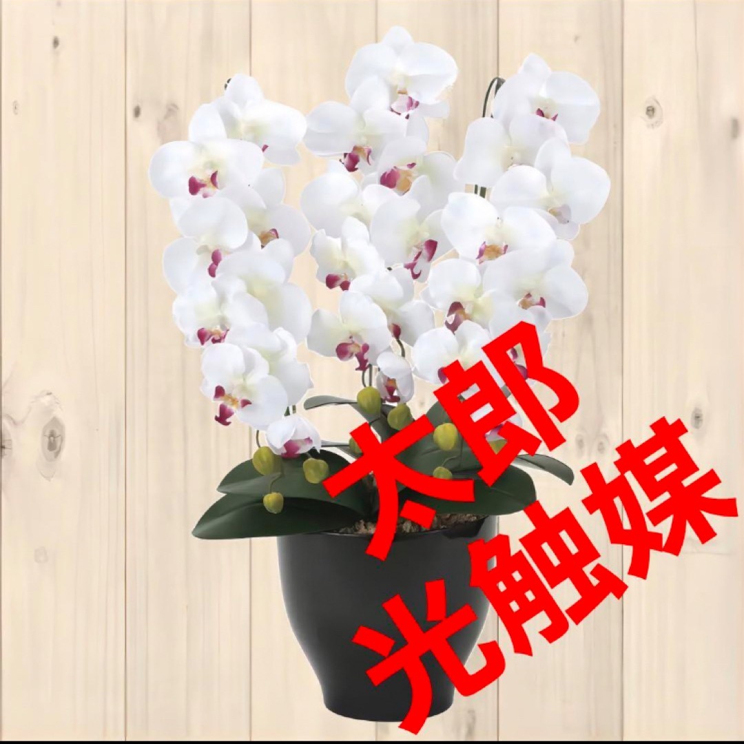 光触媒 人工観葉植物 抗菌消臭 ウォールグリーン 胡蝶蘭3F8250 - 植物 光触媒 人工観葉植物 抗菌消臭 ウォールグリーン 胡蝶蘭3F8250 - 植物
