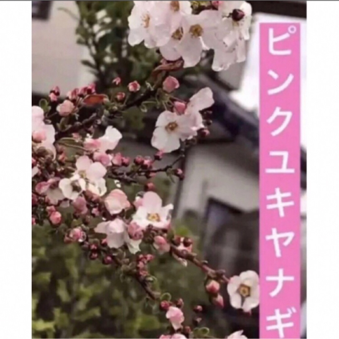 ピンクユキヤナギ苗　一株 ハンドメイドのフラワー/ガーデン(その他)の商品写真