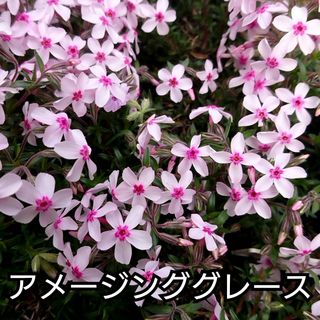 【ネコポス】芝桜 アメージンググレース６cmポット苗(その他)