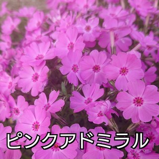 【ネコポス】芝桜 ピンクアドミラル６cmポット苗(その他)