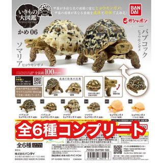 バンダイ(BANDAI)のいきもの大図鑑　かめ06 全種コンプ　ヒョウモンガメ　ガシャポン　フィギュア(その他)