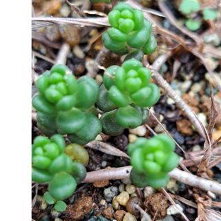 多肉植物 セダム タイトゴメ 10カット(その他)